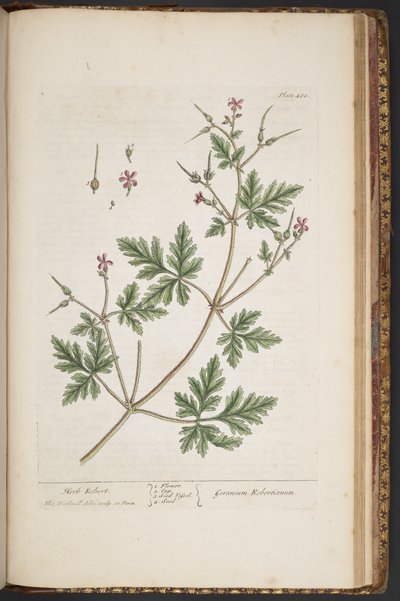 Plaka 480, Herb Robert, 
