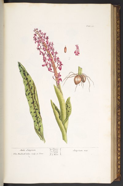 Plaka 53, Erkek Satyrion, 