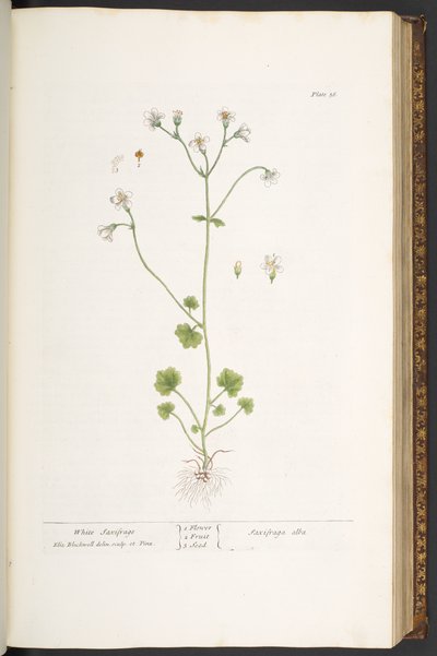 Plaka 56, Beyaz Saxifrage, 