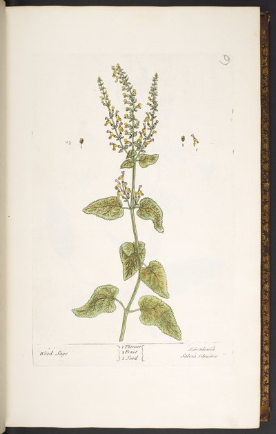 Tabak 9, Ağaç Adaçayı, 