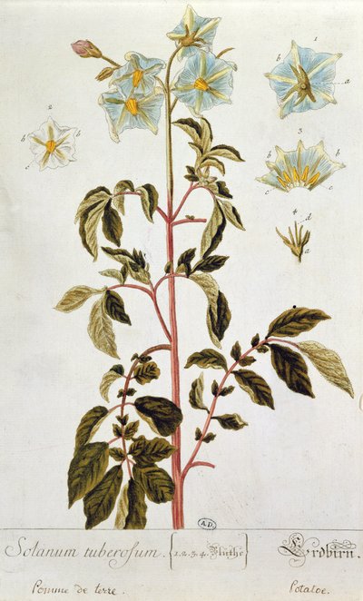 Patates Çiçekleri, 