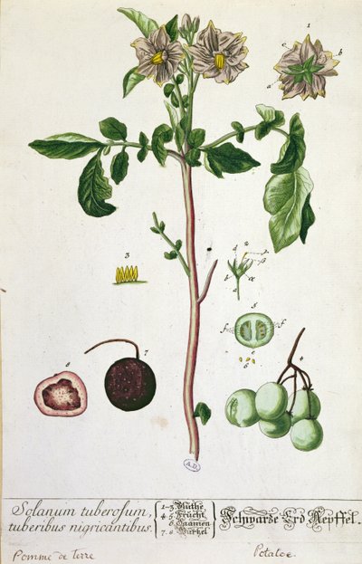 ಆಲೂಗೆಡ್ಡೆ ಸಸ್ಯ ಮತ್ತು ಹಣ್ಣು, 