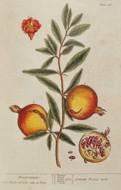 Punica granatum, A Curious Herbal