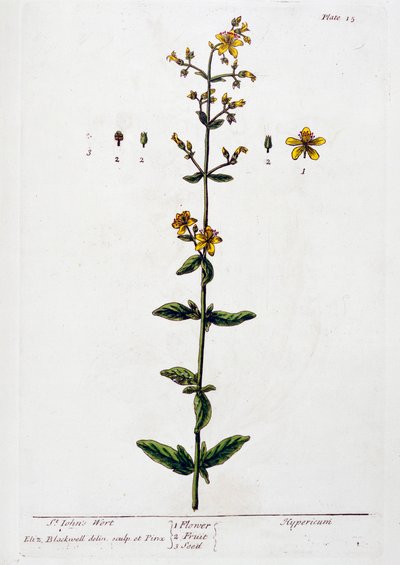 Sarı kantaron, 1782 by Elizabeth Blackwell