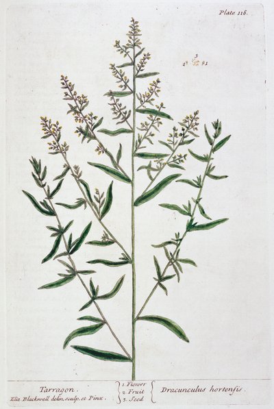 Tarhun, 1782 by Elizabeth Blackwell