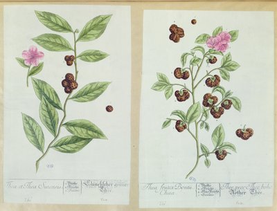 ಟೀ ಮತ್ತು ಚೈನಾ ಟೀ, 1757 ರಲ್ಲಿ ಜರ್ಮನಿಯ ನ್ಯೂರೆಂಬರ್ಗ್‌ನಲ್ಲಿ (ಬಣ್ಣದ ಕೆತ್ತನೆ) ಟರ್ಕಿಯಲ್ಲಿ ಪ್ರಕಟವಾದ 