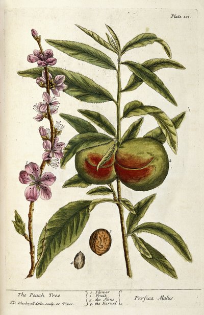 şeftali ağacı by Elizabeth Blackwell
