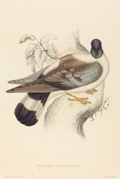 Columba Leucanota (Kar Güvercini) by Elizabeth Gould