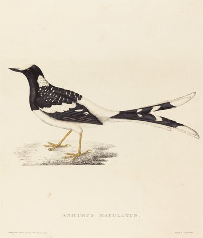 Enicurus Maculatus (Benekli Çatal Kuyruklu) by Elizabeth Gould