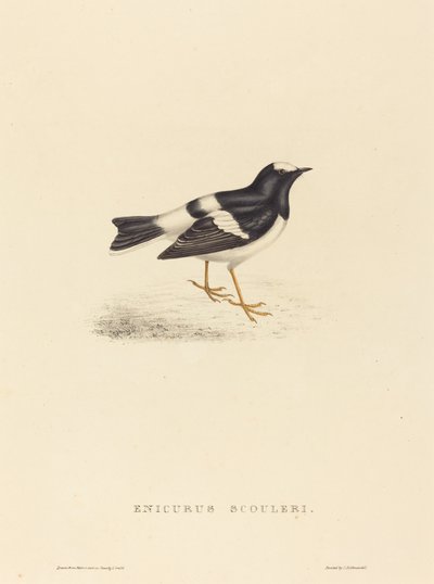 Enicurus Scouleri (Küçük Çatal Kuyruklu) by Elizabeth Gould