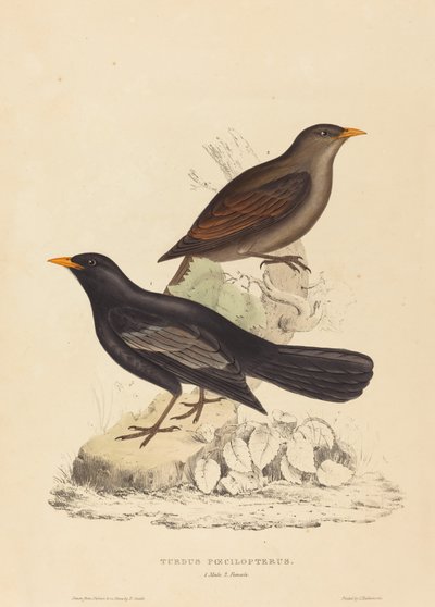 Turdus Poecilopterus (Aztek ardıç kuşu) by Elizabeth Gould