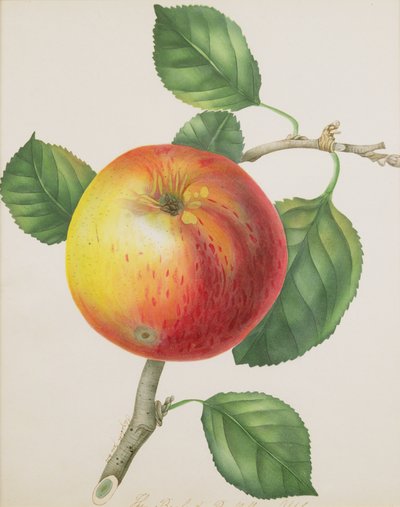 Bir Elma, c.1835 (wc) by Elizabeth Jane Hill