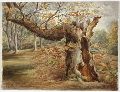 çürüyen ağaç by Elizabeth Murray