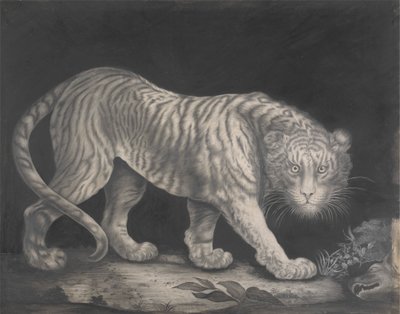 Bir Sinsi Kaplan by Elizabeth Pringle