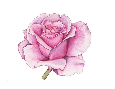  by Elizabeth Rider