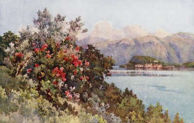 Güller, Villa Carlotta, Como Gölü (renkli taş) by Ella Du Cane