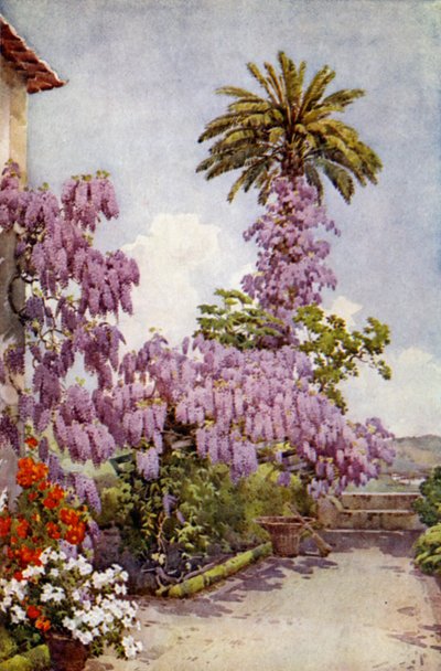 Wistaria, Quinta Da Levada (renkli taş) by Ella Du Cane