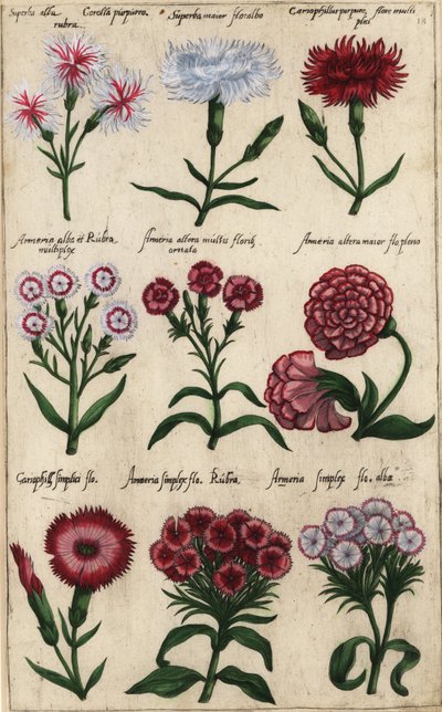 Farklı karanfil çeşitleri, Dianthus caryophyllus by Emanuel Sweert