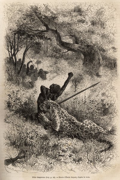 Bambare (Kongo) yakınlarında bir leopar bir adamın üzerine atlar ve acımasızca sırtından ısırır, Emile Bayard