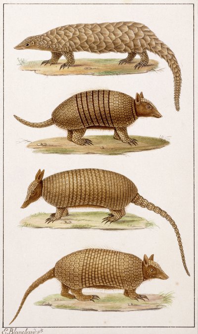 Dev Karıncayiyen ve Üç Çeşit Armadillo by Emile Theophile Blanchard