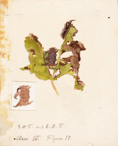  by Emma Beach Thayer