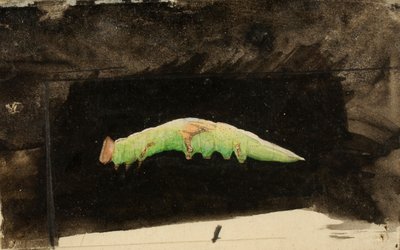 Daha Büyük Benekli Sahil Yaprak Kenarı Tırtılı..., 19. yüzyılın sonu - 20. yüzyılın başı. by Emma Beach Thayer