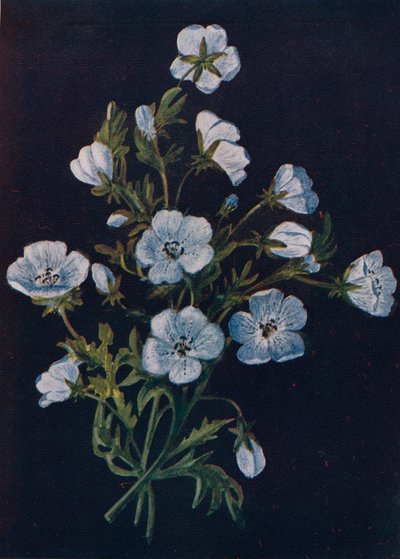 Bebek-Mavi-Gözler, c1915, 1915 by Emma Graham Clock