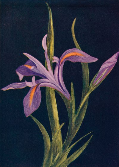 Zemin İris, c1915, 1915 by Emma Graham Clock