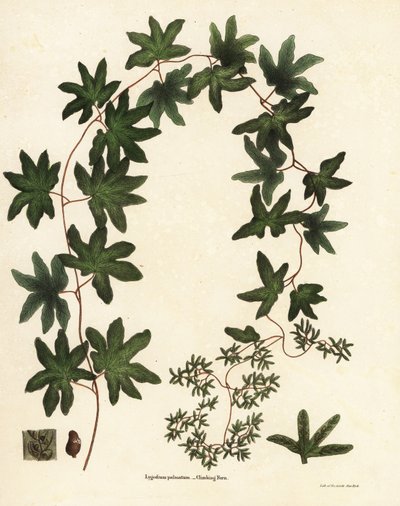 Amerikan tırmanma eğreltiotu veya Hartford eğreltiotu, Lygodium palmatum by Endicott Endicott