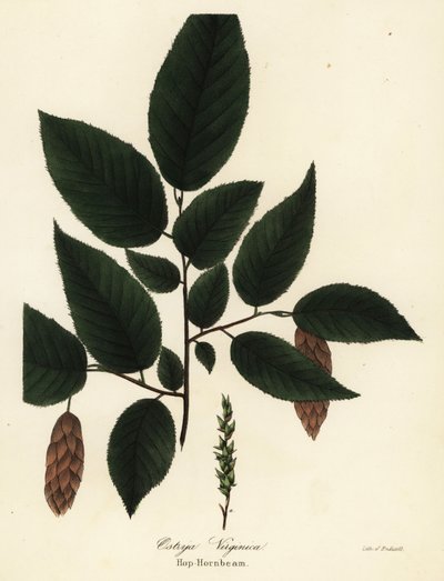 Amerikan gürgen, Ostrya virginiana (Şerbetçiotu, Ostrya virginica) by Endicott Endicott