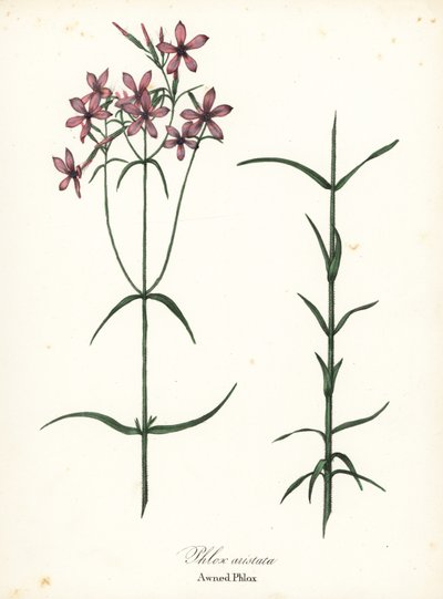 Tenteli phlox, Phlox aristata by Endicott Endicott