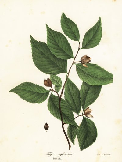 Kayın ağacı, Fagus sylvatica by Endicott Endicott