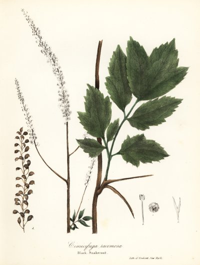 Karayılan otu, kara böceği, kara yılankökü veya peri mumu, Actaea racemosa (Cimicifuga racemosa) by Endicott Endicott