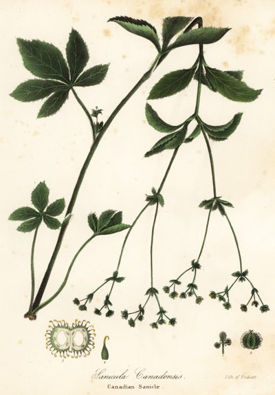 Kanadalı Blacksnakeroot veya Kanadalı Sanicle, Sanicula canadensis by Endicott Endicott
