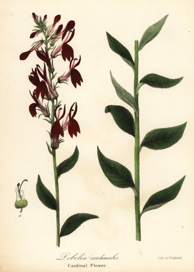 Kardinal çiçek, Lobelia cardinalis by Endicott Endicott