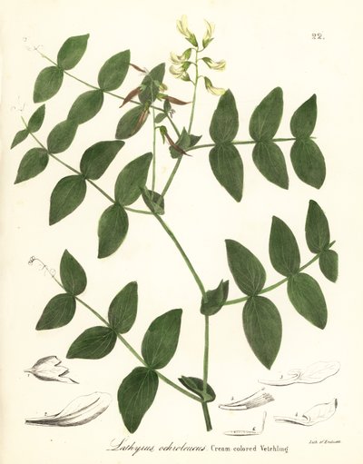 Kremalı bezelye veya krem rengi fiğ, Lathyrus ochroleucus by Endicott Endicott