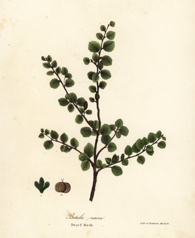 Cüce huş, Betula nana by Endicott Endicott