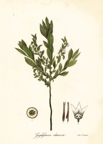 Cüce yabanmersini, çalı yabanmersini veya gopherberry, Gaylussacia dumosa by Endicott Endicott