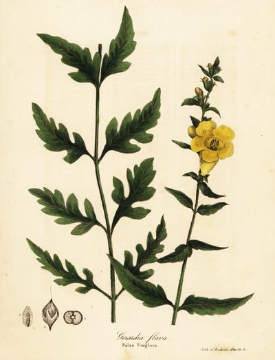 Sahte yüksük otu, Aureolaria flava (Gerardia flava) by Endicott Endicott