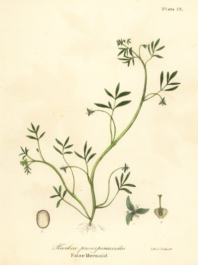 Sahte deniz kızı, Floerkea proserpinacoides by Endicott Endicott
