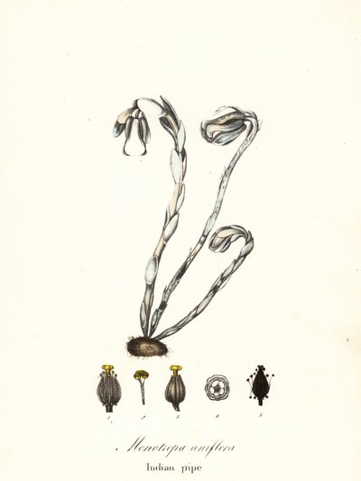 Hayalet bitki, hayalet boru, Hint borusu veya ceset bitkisi, Monotiopa uniflora by Endicott Endicott