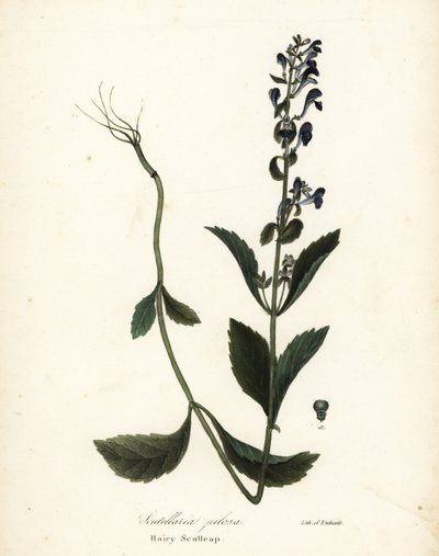 Tüylü Scullcap, Scutellaria elliptica (Scutellaria kıllı) by Endicott Endicott