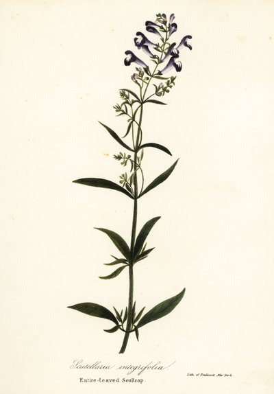 Kask çiçeği, miğfer takke veya tam yapraklı sculllaria, Scutellaria integrifolia by Endicott Endicott