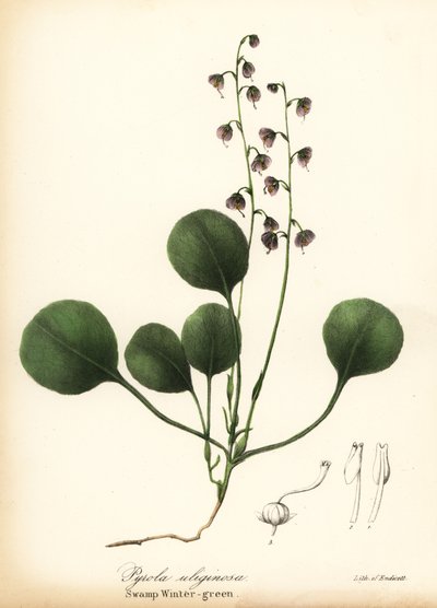Ciğer yaprağı kış yeşili, bataklık kış yeşili veya pembe kış yeşili, Pyrola asarifolia (Bataklık kış yeşili, Pyrola uliginosa) by Endicott Endicott