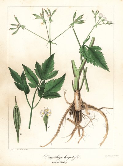 Uzun tarz tatlı-cicely, uzun tarz tatlı kök veya tatlı cicely, Osmorhiza longistylis by Endicott Endicott