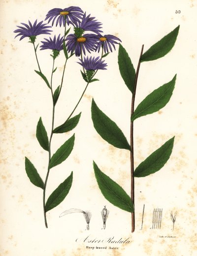Düşük pürüzlü aster veya pürüzlü ağaç aster, Eurybia radula (Rasp yapraklı aster, Aster radula) by Endicott Endicott