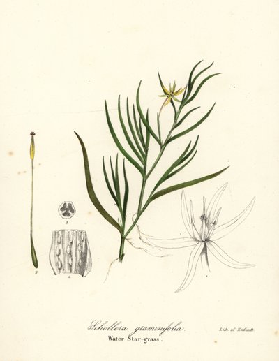 Çamur muz veya su sümbülü, Heteranthera dubia (Su yıldızı otu, Schollera graminifolia) by Endicott Endicott