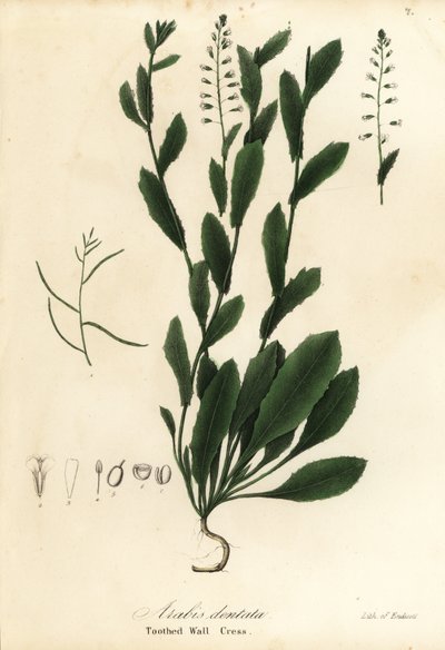 Murbeckiella pinnatifida (Dişli tere, Arabis dentata) by Endicott Endicott