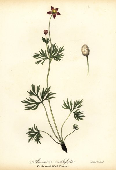 Pasifik anemon veya kesilmiş yapraklı rüzgar çiçeği, Anemon multifida by Endicott Endicott