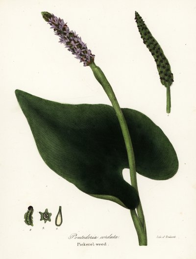 Turşu otu, Pontederia cordata by Endicott Endicott